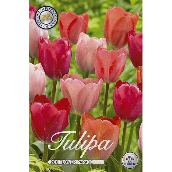 Tulpan Flower Parade 15-pack
